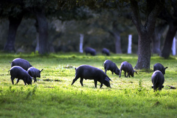 Cerdo Ibérico